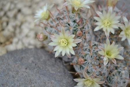 Mammillaria (?)