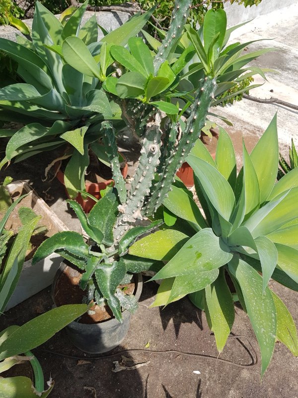Mother of thousands. I have 0 idea where this came from
