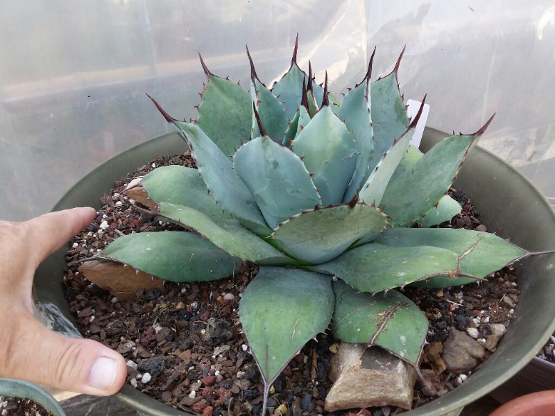 Agave parryi 1.jpg