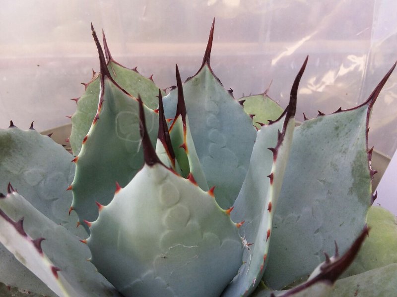 Agave Parryi 2.jpg