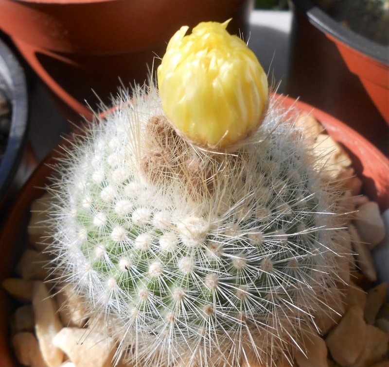 Parodia with bud