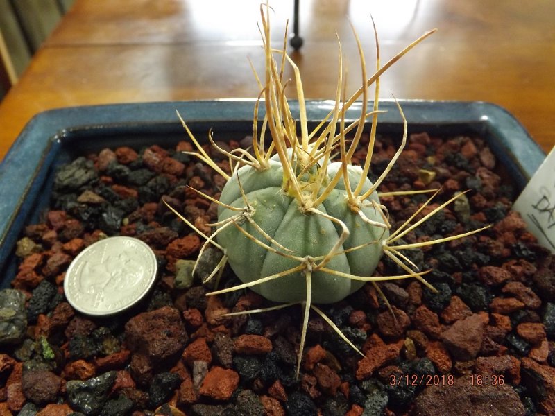 Gymnocalycium spegazzinii ssp cardenasium.JPG