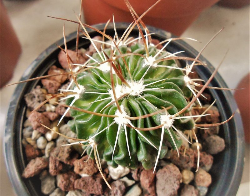 I've seen a big Echinofossulocactus and couldn't believe how gorgeous it becomes