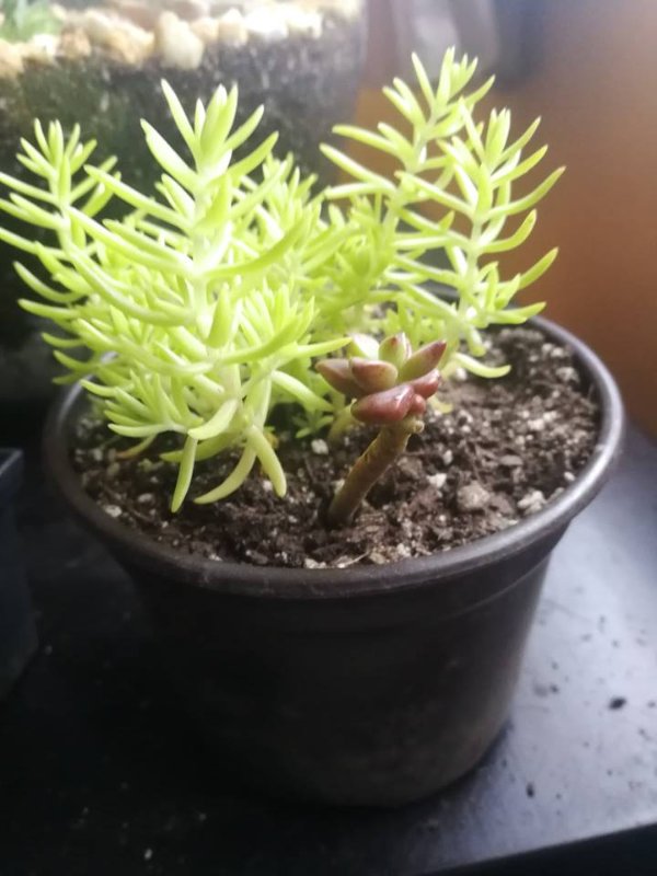 small succulent