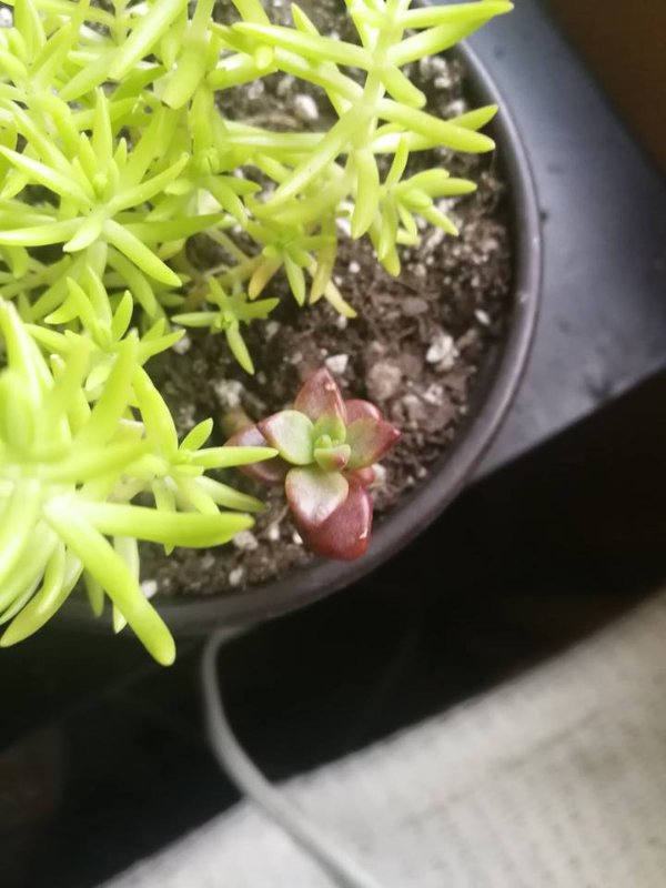 smallie succulent