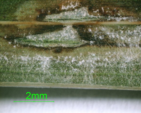 Fusarium sp on Chamaedorea sp002.jpg