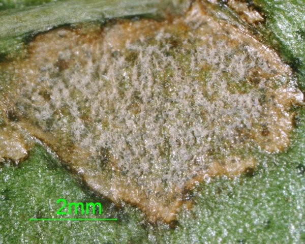 Pseudocercospora sp on Choisya ternata (lower leaf surface)002.jpg