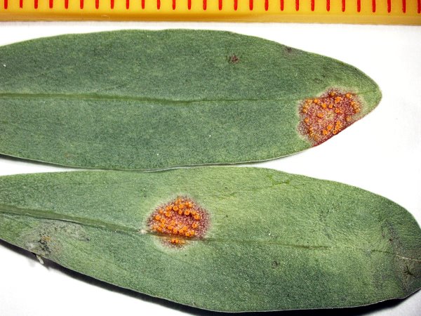 Puccinia vexans on Fouquieria sp. leaf2.jpg