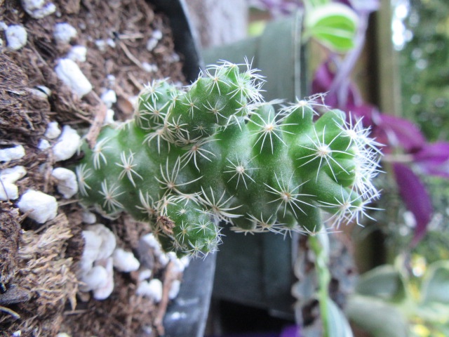 #507-22, Unnamed Cactus, 9-13-18.JPG
