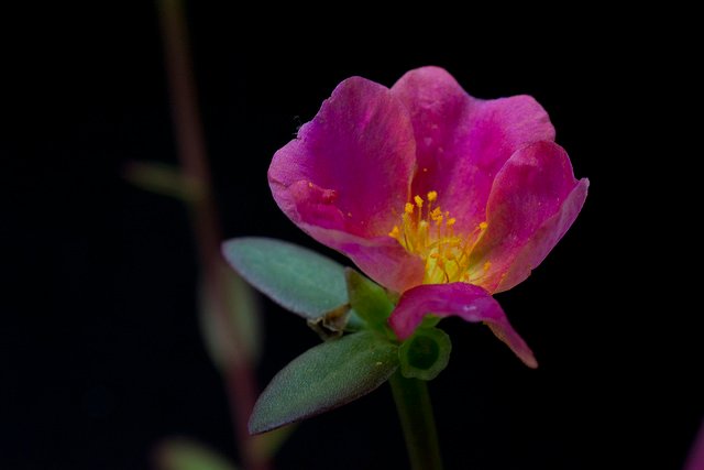 Portulaca Umbraticola cv. Wildfire Mixed - The Succulent World (2).jpg