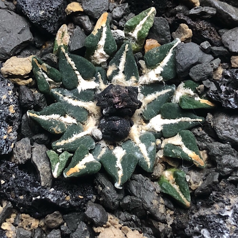 Ariocarpus kotschoubeyanus