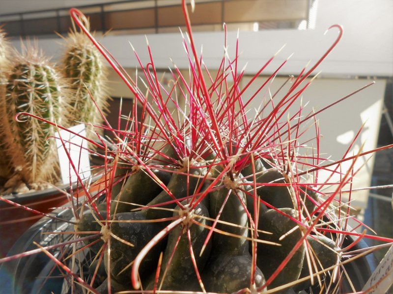 Ferocactus hamatacanthus glowing in the greek sun