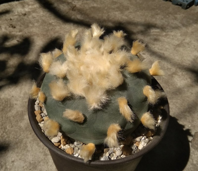 Lophophora