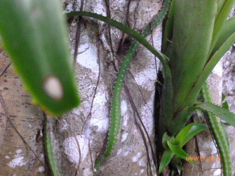 epiphyte cactus