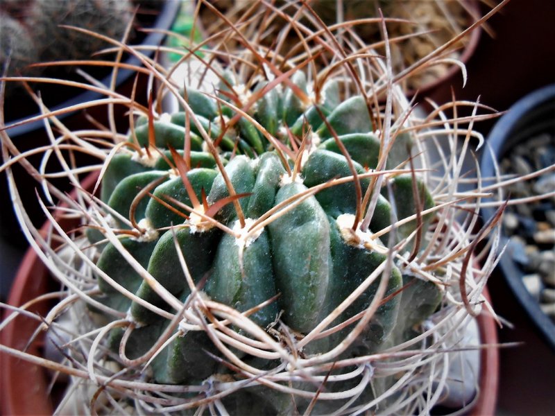 Gymnocalycium I think, but not sure of the species