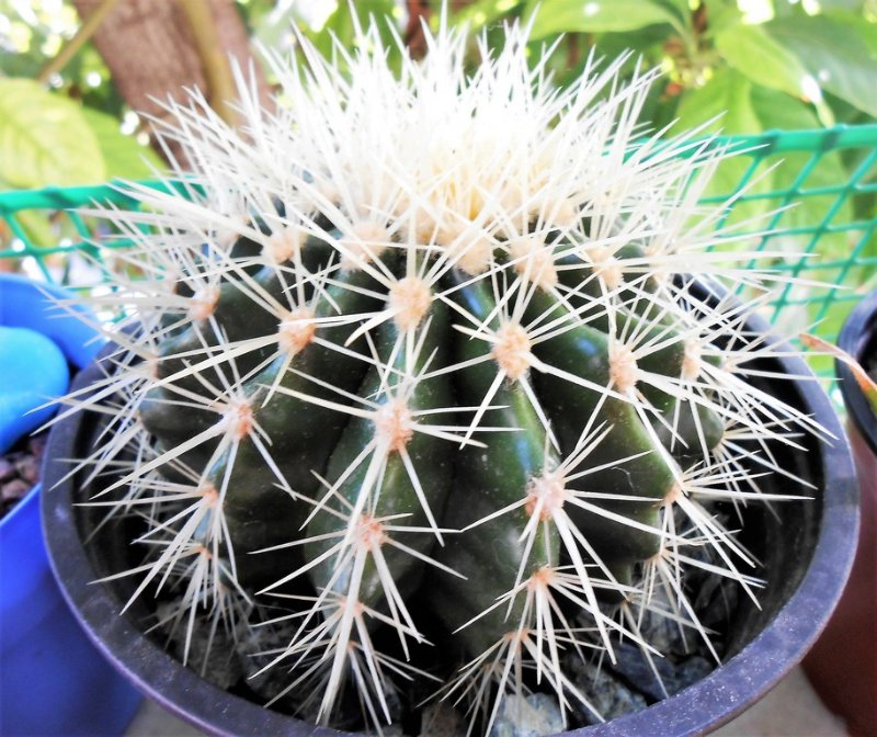 My Echinocactus grusonii needs repotting, the spines have started to touch the inside of the pot