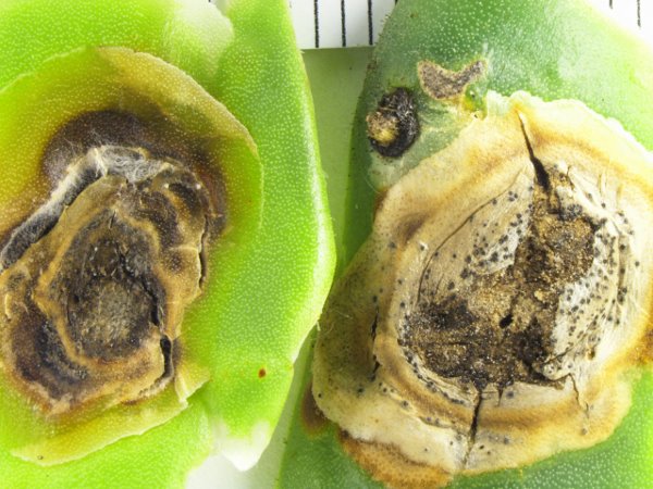 Neofusicoccum sp. on Opuntia sp. Cladode2.jpg