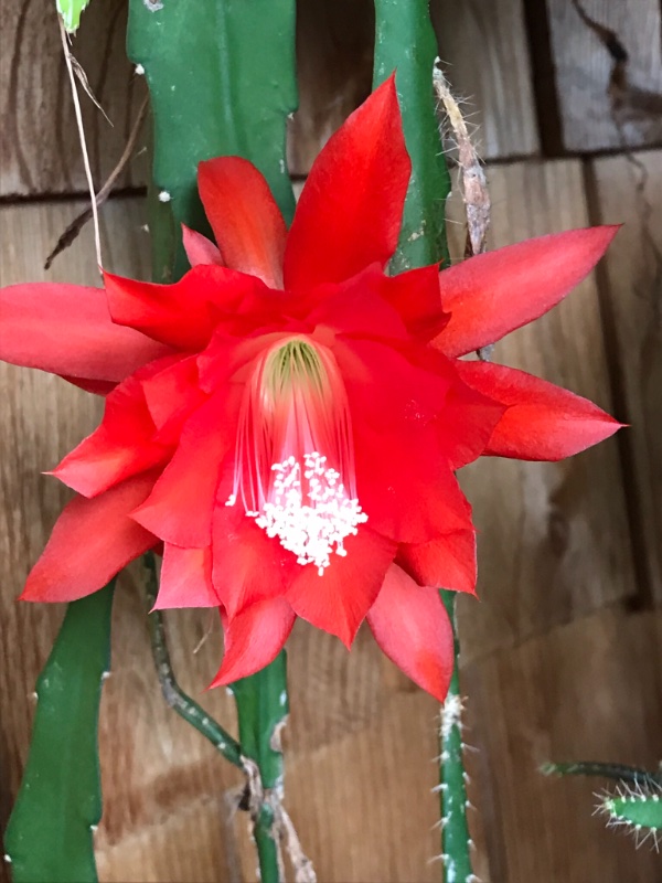 Disocactus ackermanni flower that bloomed last spring
