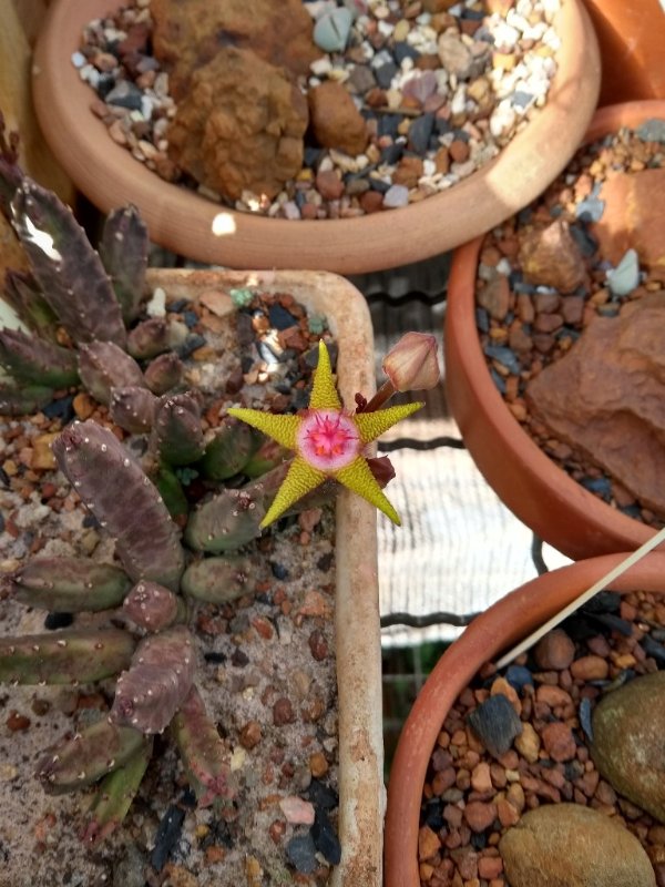 stapelia4.jpg