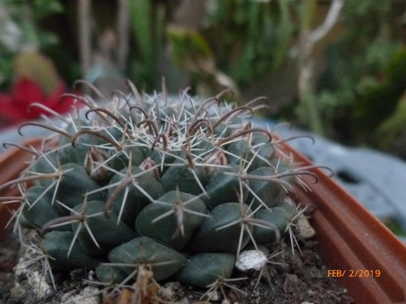 mammillaria uncinata