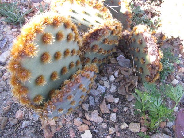 Opuntia aciculata var. orbiculata.JPG