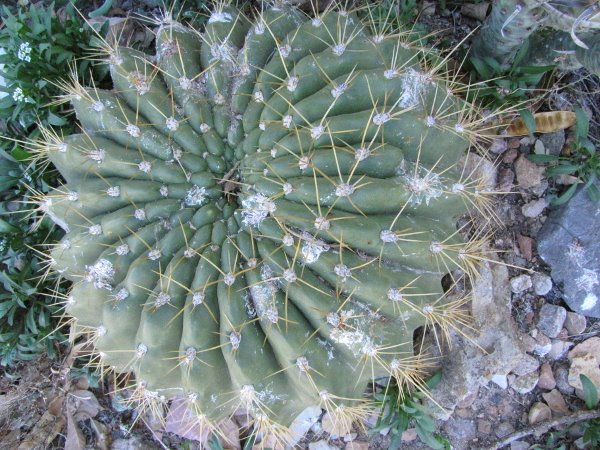 Soehrensia (Echinopsis) bruchii.JPG