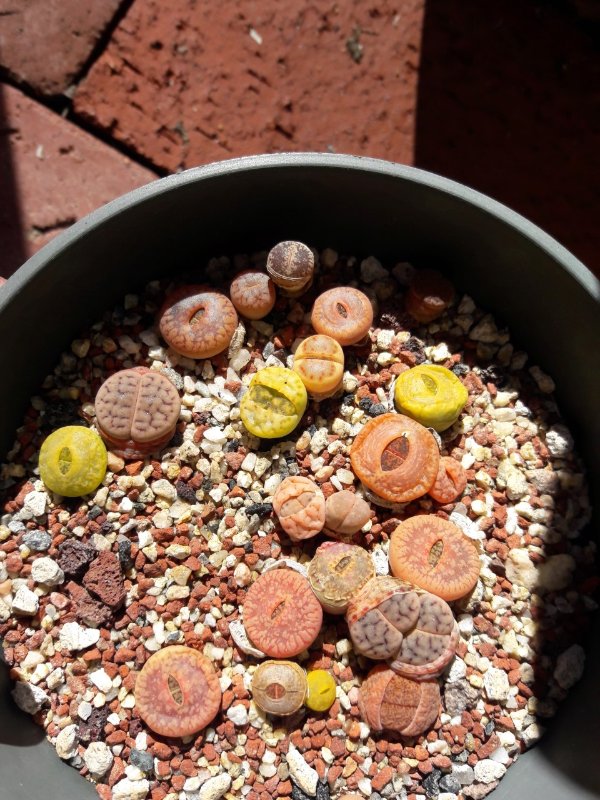 lithops 3 years old