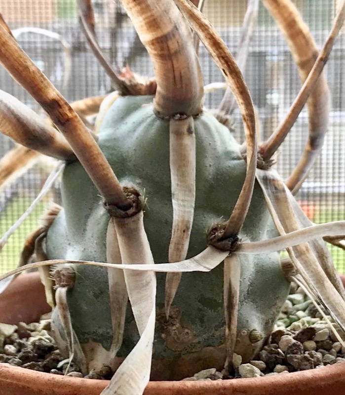 Tephrocactus articulatus papyracanthus