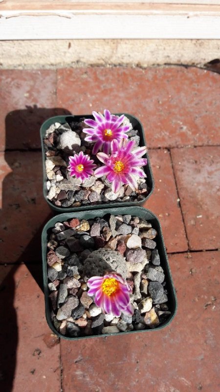 Turbinicarpus valdezianus