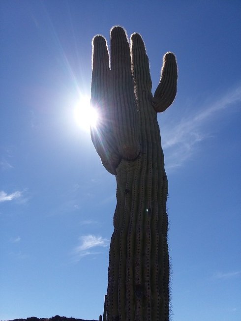 saguaro_AZ.jpg