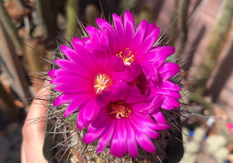 Gymnocactus