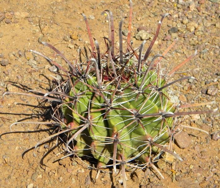 GC (33) ferocactus herrerae.JPG