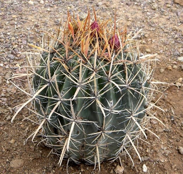 GC (63) ferocactus hybrid.JPG