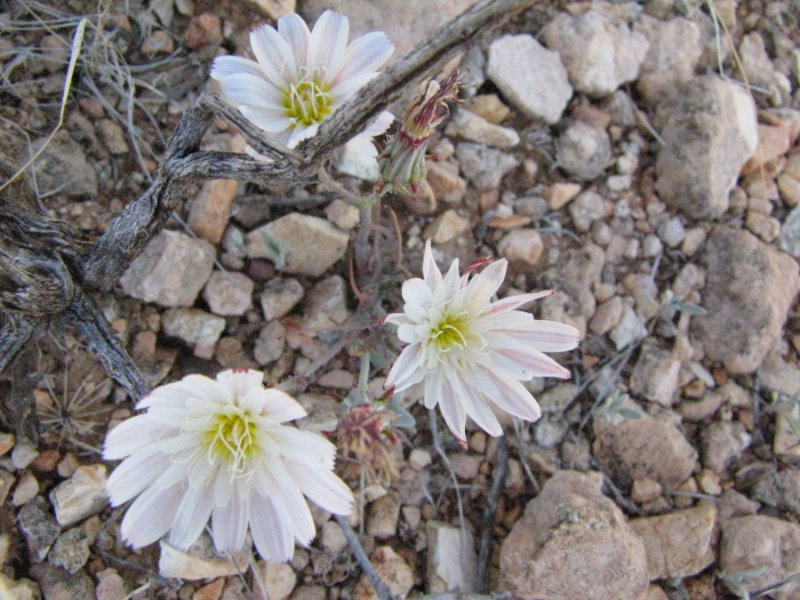 Desert Chicory1a.JPG