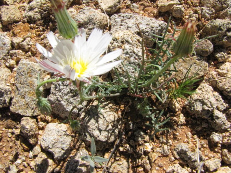 Desert Chicory2a.JPG