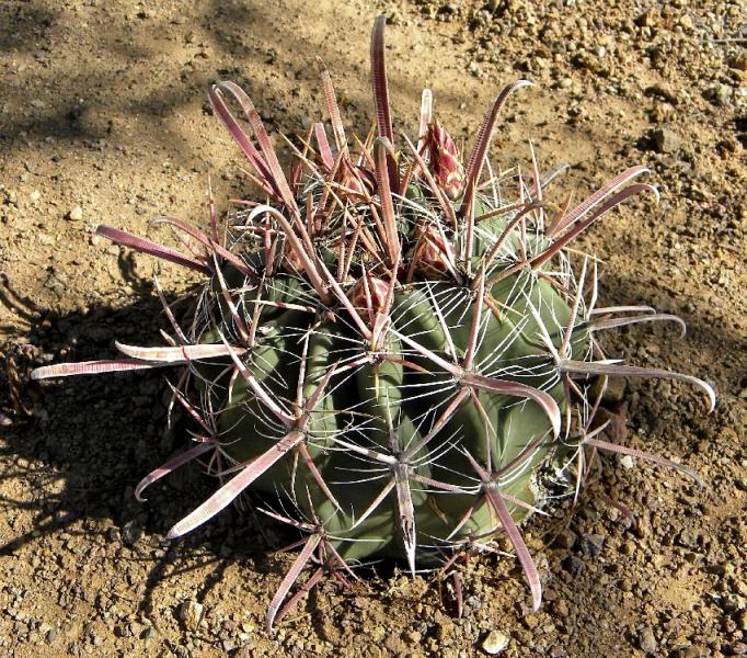 GD (48) ferocactus peninsulae.JPG