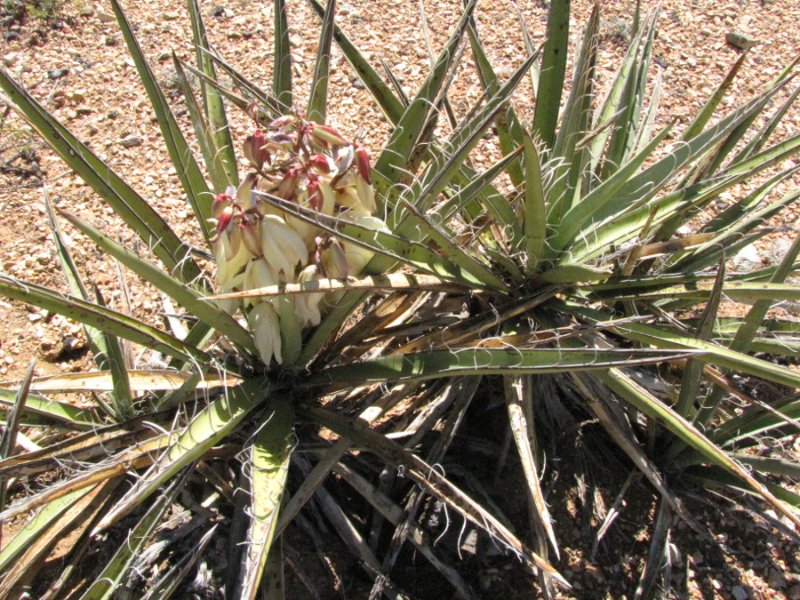 Yucca baccata1a.JPG