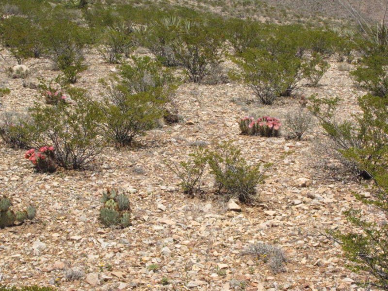 Several hybrids and Opuntia1.JPG