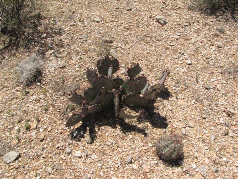 Three cacti1.JPG