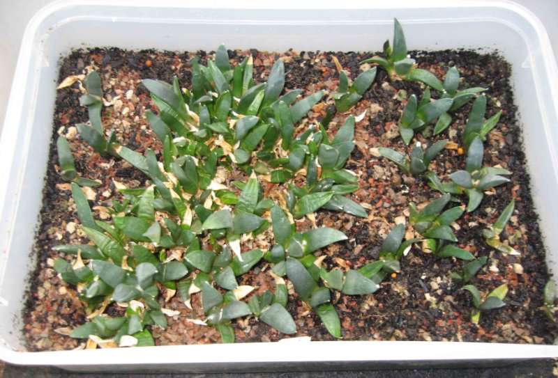 Ariocarpus retusus v jermilae