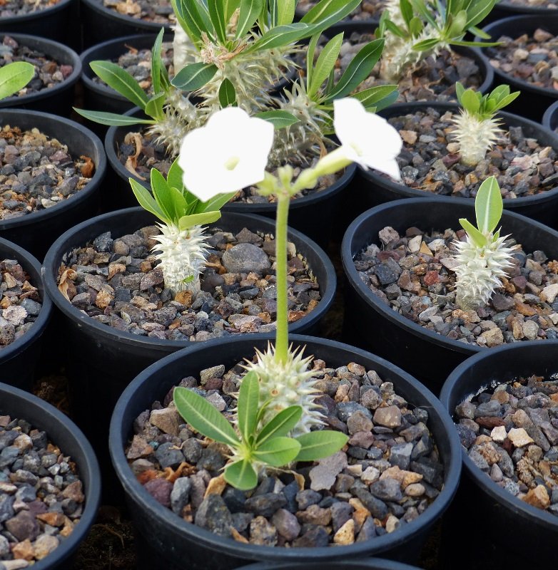 Pachypodium eburneum (782x800).jpg