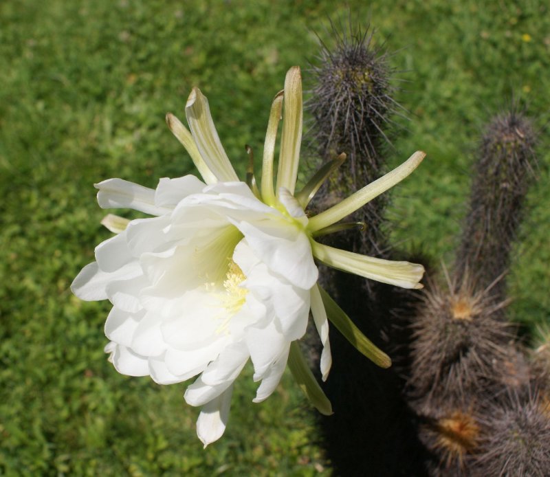 trichocereus-flower.jpg
