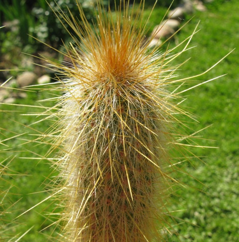 cereus2.jpg