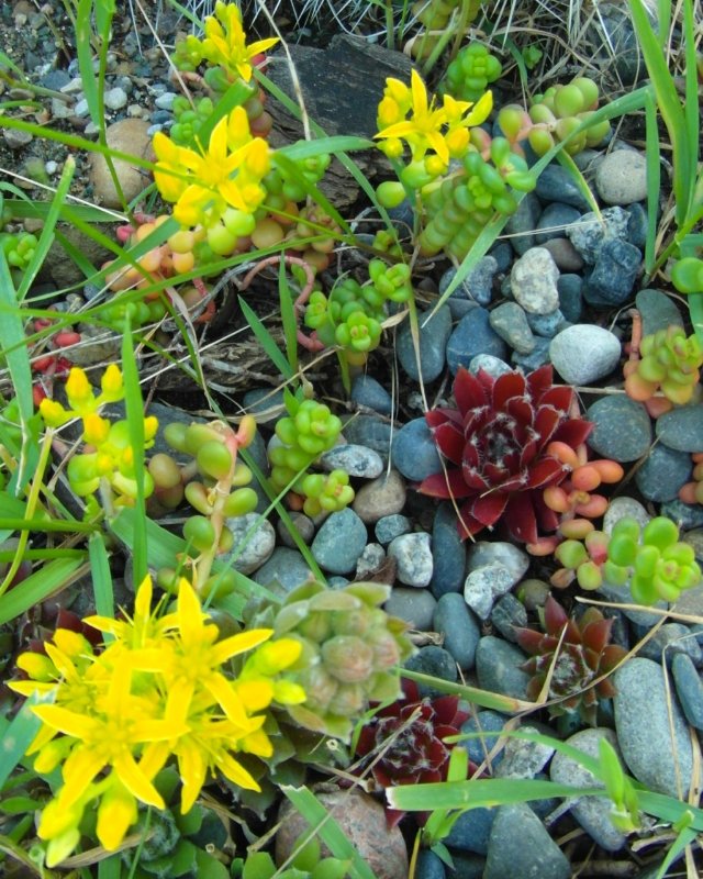 Sedum divergens and co.