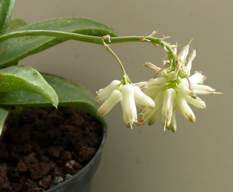 Aloe wilsonii Blüte (800x658).jpg