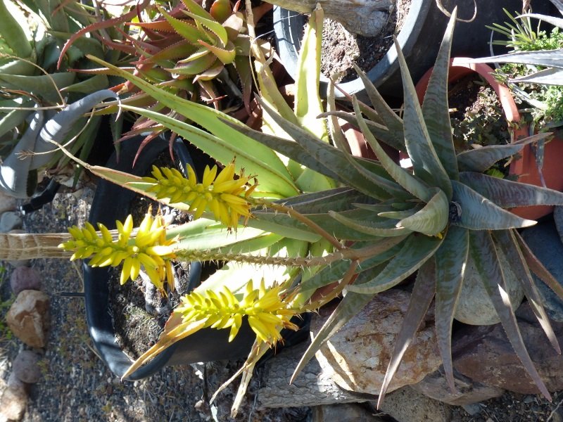 Aloe ver x A. dichotoma (600x800).jpg