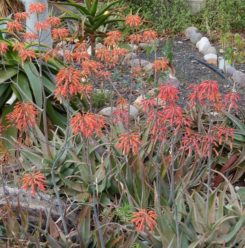 Aloe chabaudii, Blüten (791x800).jpg