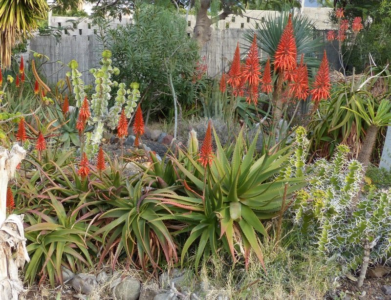 Aloe mizimbana, Blüten (800x614).jpg