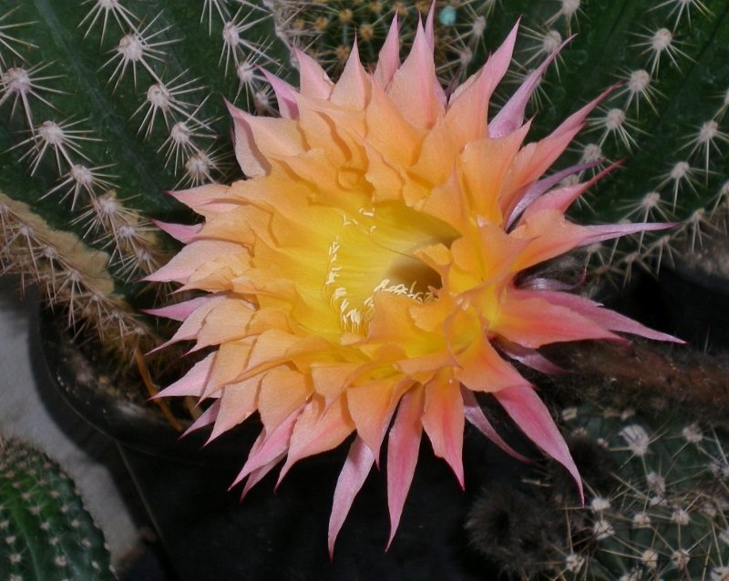 Echinopsis hybrid.1147,98, Ayacucho x Uranus (800x638).jpg