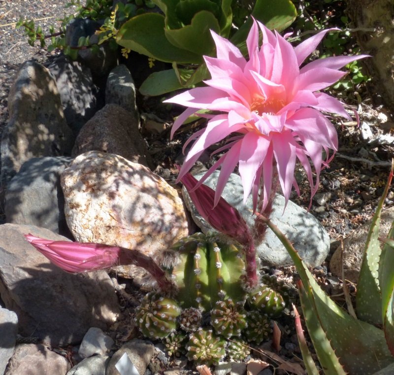 Echinopsis Hybride rosa (800x761).jpg